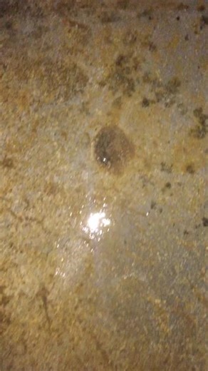 Understanding Cockroaches: Behavior and Habitat