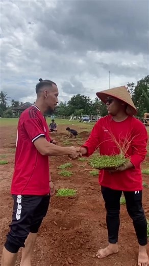 Penanaman Rumput Gelaga di Lapangan Mas Hazard