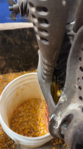 Using our friends corn sheller on some ears so I can check the moisture. #corn #cornsheller #WetCorn #farmlife #FarmTools #oldfarmtools #cornharvest #castiron #farmerslife #oldtools #shucker #HarvestSeason #Harvest2025 #harvesttime | Views From The Farm