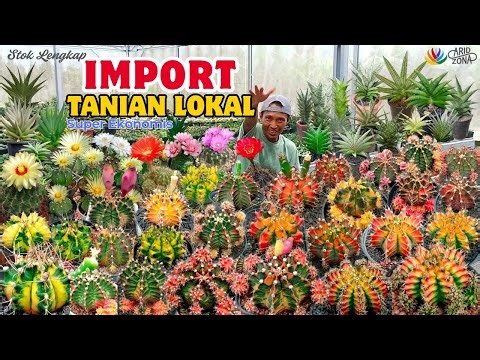 UPDATE JENIS KAKTUS SUKULEN SANSIVERA (Variegata, Hybrid, Lokal, Import) Lengkap disertai Harga