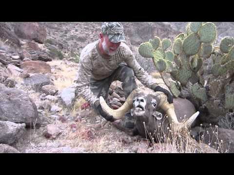 Arizona Desert Bighorn Sheep Hunt Video-Bob O'Connor Ram with Colburn and Scott Outfitters