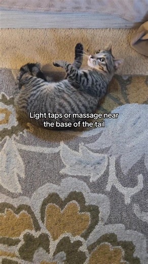 Cat Care Tips for Managing Cats in Heat