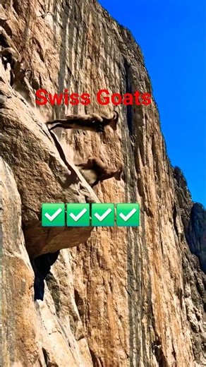 Wild Goats Jumping off Cliffs | Swiss Alps