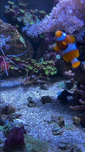 Why Arrow Crabs Are So Popular in Reef Aquariums?