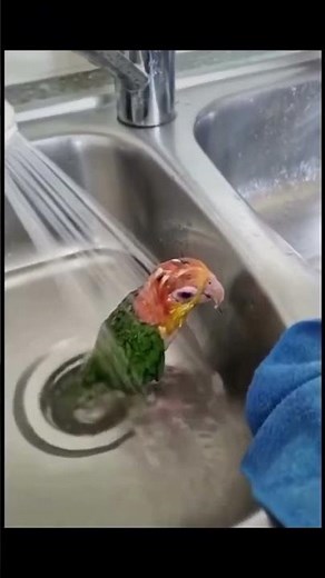 Parrot jumps into washing machine