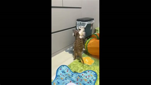 Cat startled by meerkat popping out of tunnel in Jiangsu, China