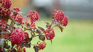 Physocarpus capitatus, commonly called Pacific ninebark or tall ninebark, is Physocarpus in rose family native to western North America.