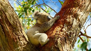 Video Of Wild Koala Swimming Across River Is Astounding The Internet