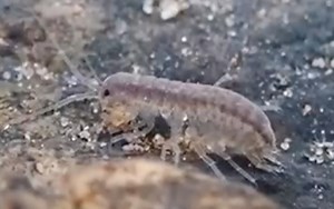 Paramphisopus palustris沼泽伪端足水虱