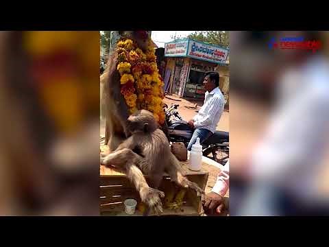 Baby monkey weeps over body of dead mum killed due to electric shock