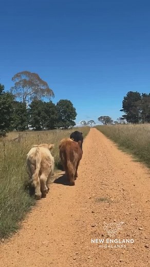 Weekends on the farm 🫶🏼🐮🌾 #newenglandhighlands #highlandcows | New England Highlands