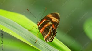 Butterfly Banded Orange resting on the green plant. This butterflies found in Brazil north through Central America, Texas and Kansas.