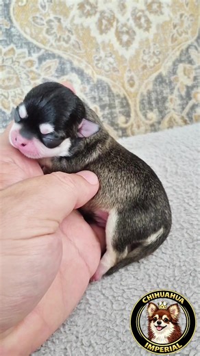 Black Chihuahua Huskies: The Perfect Combination