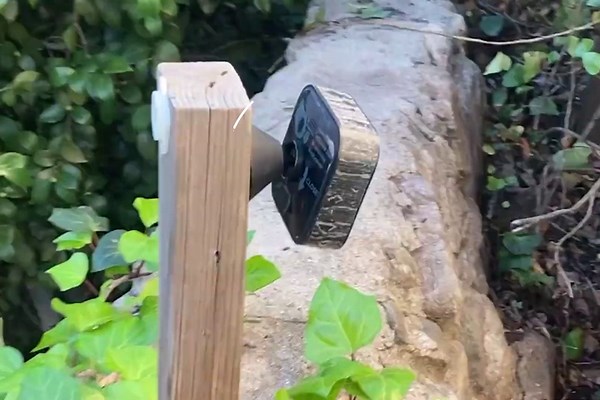 California Bear Makes Crawl Space His Home