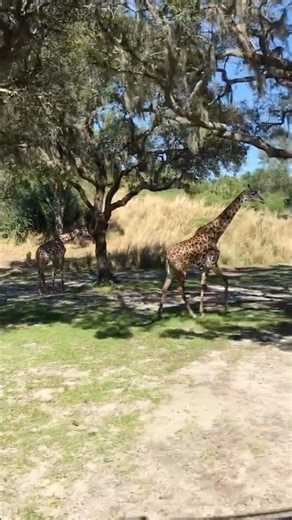 Disney’s Animal Kingdom safari ride features giraffes moving around us