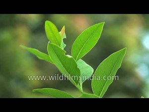 Medicinal plant: Kapoor/Camphor tree with dense green foliage