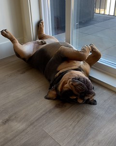The has to be the laziest dog there is 😂😴 | Furry Tails
