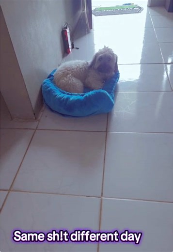 This Clever Dog Knows Exactly What He's Doing