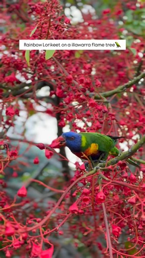 The Illawarra flame tree was glowing red when the rainbow lorikeet arrived. It hopped from branch to branch, pushing its beak deep into each blossom, sipping the sweet nectar hidden inside. Petals shook loose as it ate, drifting through the air like tiny sparks. A rainbow feeding from a tree of fire—nature painting its own perfect moment. A rainbow lorikeet perched on an Illawarra flame tree—color meeting color in the most striking way. Nature doesn’t create moments like this twice.. #RainbowLor