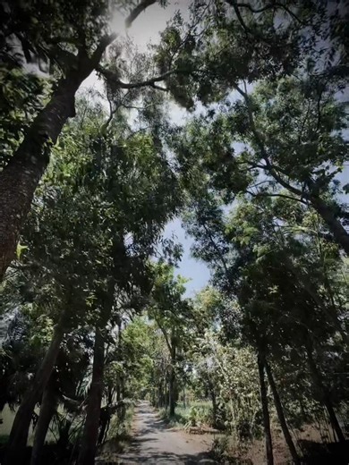 Ngược Dòng Thời Gian: Nhạc Chill và Tâm Trạng