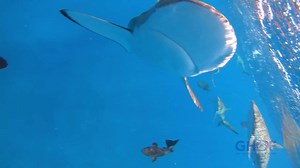 Check out some highlights from the #GuyHarvey Cuba Expedition! 🇨🇺 Last chance to “join the adventure”! Visit https://www.guyharvey.com/2018-expediton-series-cuba.html?mc_cid=fd04870604&mc_eid=5be2b016f5 to shop the #CubaExpedition collection today! Expediton: Ernest Hemingway’s The Old Man and the Sea, the story of an epic battle between Cuban fisherman Santiago and a massive blue marlin, served as an inspiration to a young Guy Harvey and is still the subject of many of his paintings today. Gu