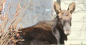 Necropsy of Billings moose shows severe bone loss, blood infection
