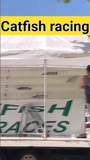 you can bet on catfish races. catfish racing. #fishing #viral #aquarium #fish