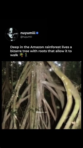 The Walking Palm Tree Of The Amazon 😳
