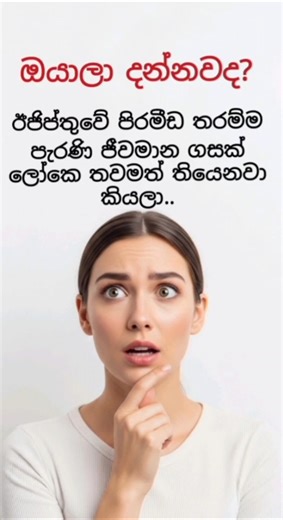 Still standing after 4,800+ years… 🌿 #methuselah #ancienttree #hiddenplace #bucketlist