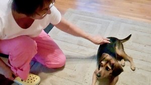 Does Your Dog REALLY Want to be Petted? - eileenanddogs