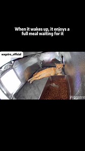 At first, it hides in a corner—nervous and unsure. Then the warmth sets in, and it finally relaxes enough to eat. For this moment, it’s no longer wandering. 🐾💛 · · #wagstro #adoptstrays #straycats #catworld #catloversworld #catloverscommunity #warmth #catshelter #kittykitty #straycatrescue #kitty #outdoorcats #catslife #kittyofinstagram #cathouse #cats_of_day #cutecatcrew #catsvideo #catloversunite #animalhealth #catreels | Wagstro