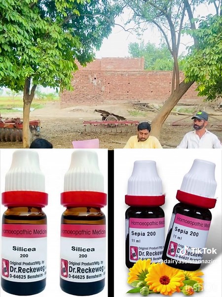 Dairy مشورے on TikTok