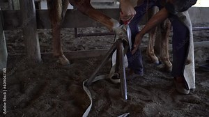 A blacksmith filing down nail of horse in preparation for shoeing a horse.blacksmith using hammer to put horseshoe on hoof of horse near stable on ranch