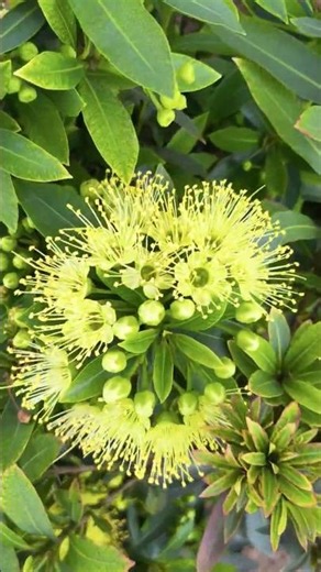 First Love Golden penda plant #shorts #flowers #gardening #viral #shortsvideo