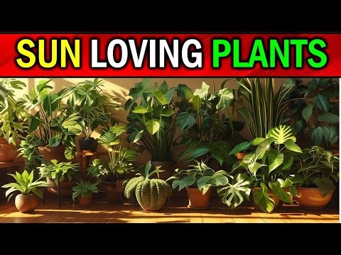 13 Houseplants That LOVE & THRIVE in Direct Sunlight!