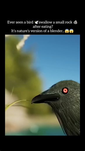 The Daily Spectrum on Instagram: "They’re not crazy… they’re engineering their own digestion. 🪶🪨 Ever seen a bird swallow a small rock after eating? It’s not a mistake — it’s nature’s version of a blender. Birds don’t have teeth, so they can’t chew their food. Instead, they swallow tiny stones called “gastroliths.” These rocks move into a part of their stomach called the gizzard, where they grind food into digestible pieces — just like a natural grinder powered by muscle and motion. It’s one o