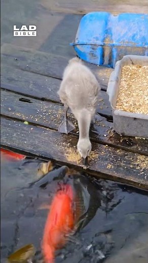 We spotted this duck sharing it's food with the fish 😲❤️ (🎥: ViralHog)
