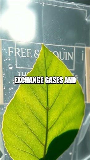 Doorway to a Micro Lab: A Fresh Home Science Quest