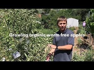 Bagging fruit for worm free organic apples and pears