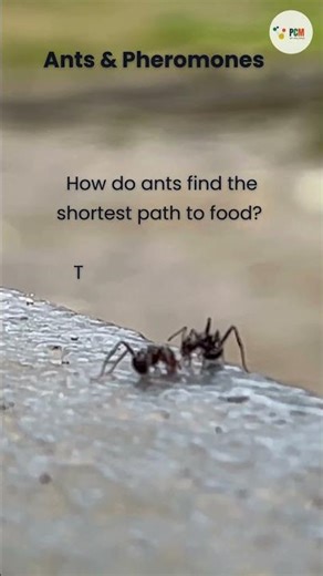How do ants find the shortest path to food? They are biological computers using Calculus. #cbse,