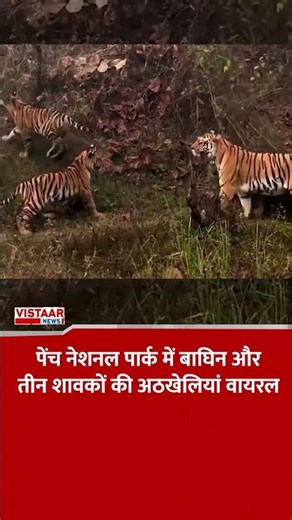पेंच नेशनल पार्क में बाघिन और तीन शावकों की अठखेलियां वायरल #penchnationalpark #tiger #tigercubs