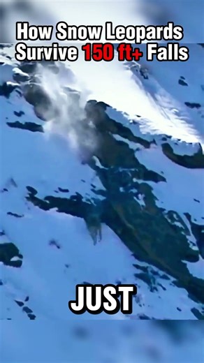 This Snow Leopard Survived What Would Kill Most Creatures #wildlife #predator #incredible