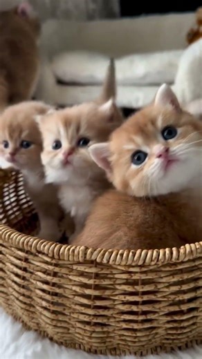 Cat Lovers, U Should Watch This Video #kitten #catshorts #cat #cute #shortvideo #shorts #short