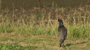 clip-1108724491-common-pheasant-male-sound-on