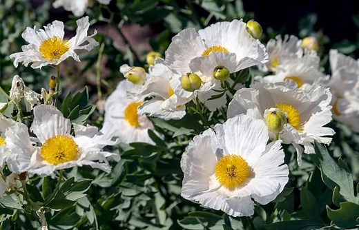 Drought Tolerant Plants for San Diego: Trees, shrubs, flowers, groundcover & more! - San Diego Life & Home