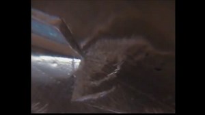 伝統的な手彫りアート - bulino engraving