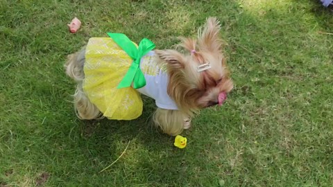 Cute Pink Skirt for Small Dog - Spring & Summer Dress for Female Dogs