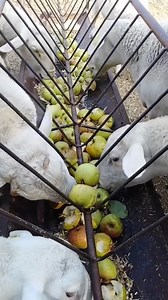Feeding Apples to Goats: A Winter Strategy in China #GoatCare #WinterFeeding #AppleFodder #SustainableFarming #HealthyLivestock | Satisfying Videos