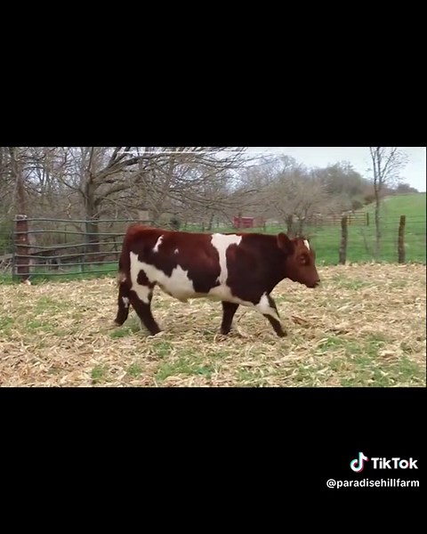 Paradise Hill Farm on TikTok