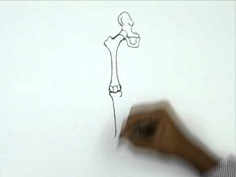 How to Draw a Human Bone Leg